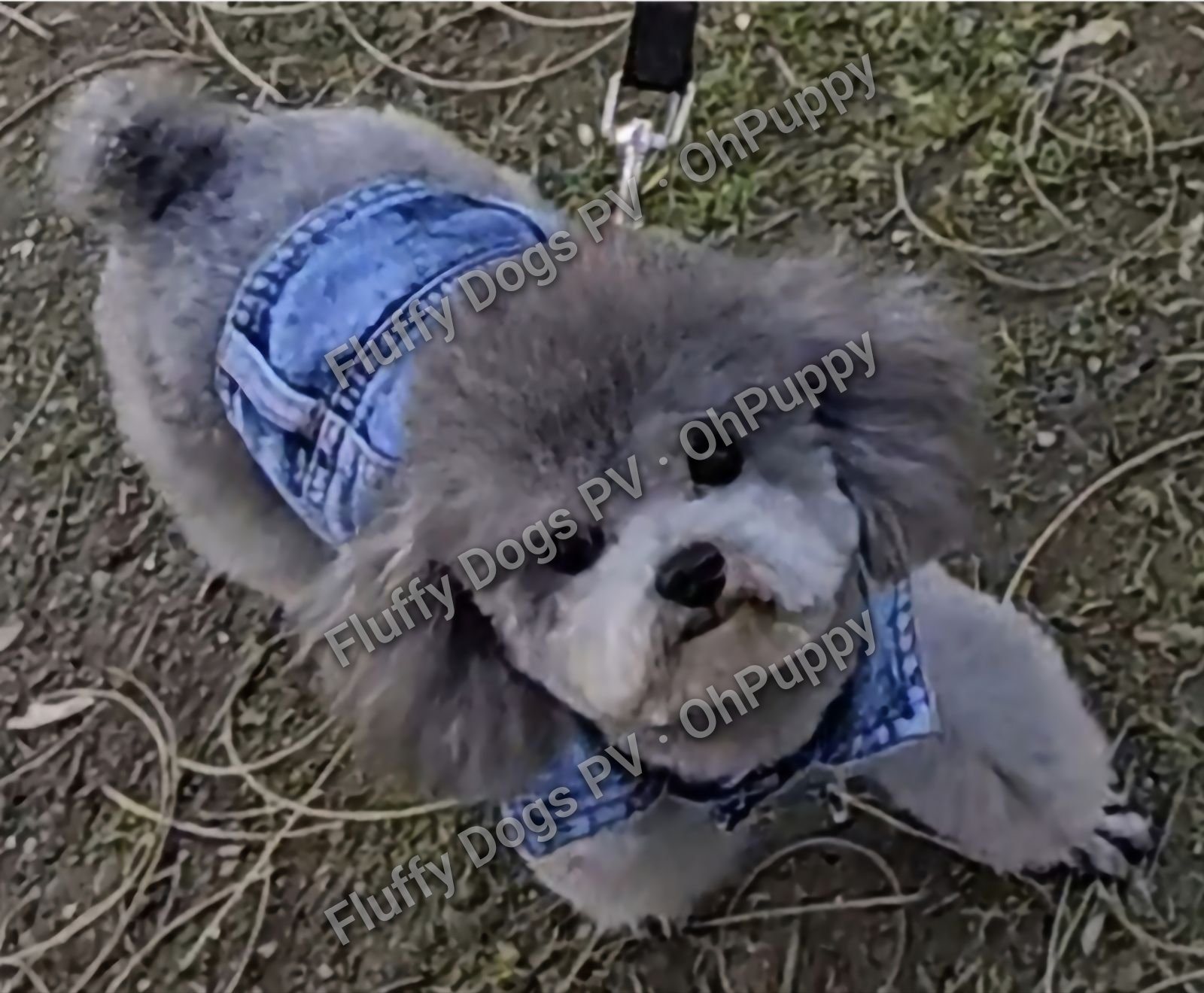 Andy