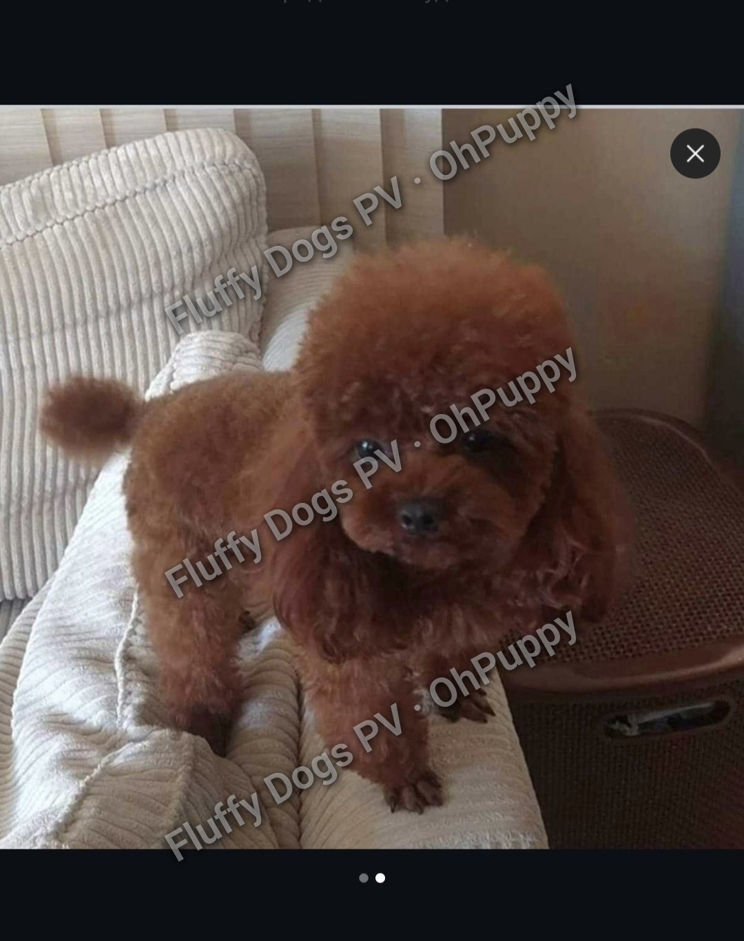 Fluffy Dogs PV